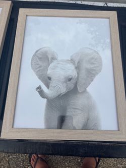 Framed Baby Elephant, tiger, monkey, giraffe Wall Art Print