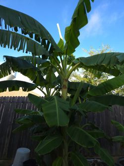 Banana trees available
