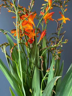 Crocosmia 💯% Organically Grown🌱