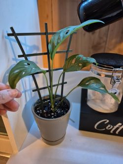 Monstera Adansonii Narrow Form Leaf Plant 