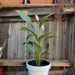 Indoor Peace lily Plant