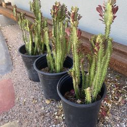 Luck Cactus (Euphoria Trigona)