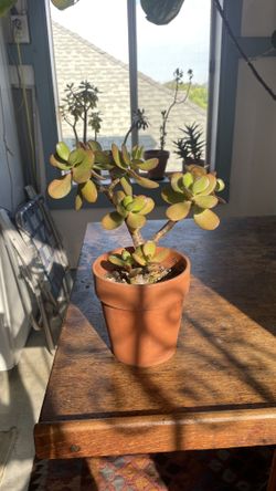 Jade plant in terracotta pot