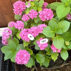 Pink Fuchsia Flowers Potted Plant  