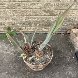 Agave