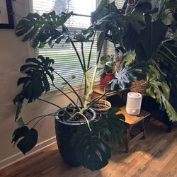 Giant Monstera Deliciosa W/pot