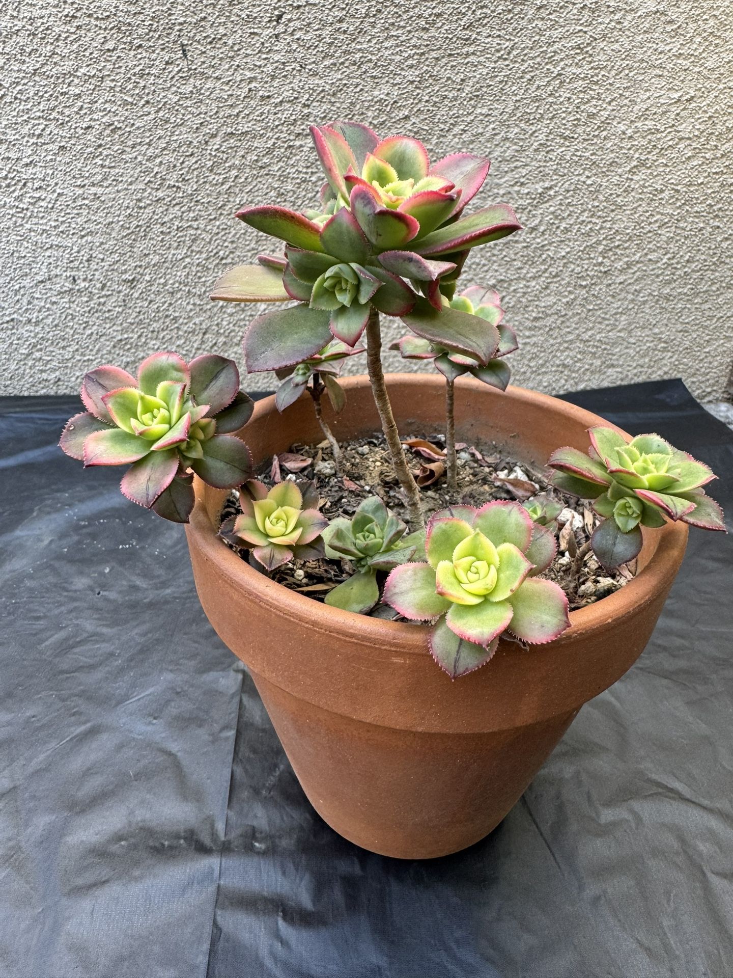 Haworths Aeonium Succulent Plant