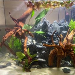 14 Gallon Rimless Tank for Sale in Glen Ellyn, IL - OfferUp