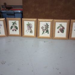 Framed Flower Art Print Lot Nature Wildlife Floral Flora