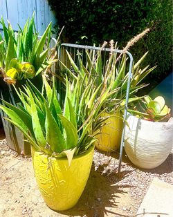 Aloe Vera plant in ceramic pot