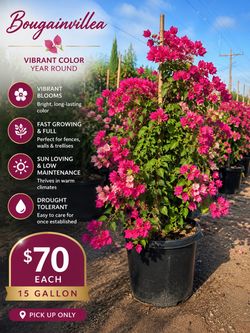 🌺 15 Gallon Bougainvillea 🌺