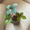 Leaf Allure