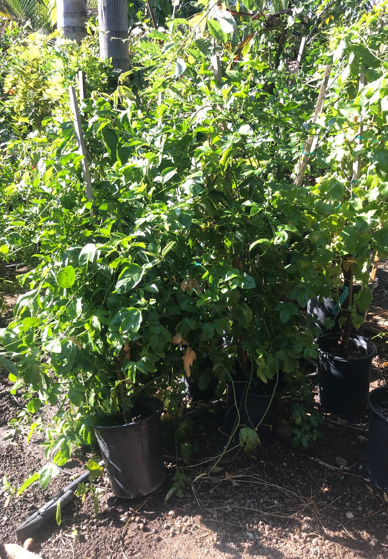 Passion fruit trees