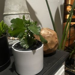  Mainly Outdoor 