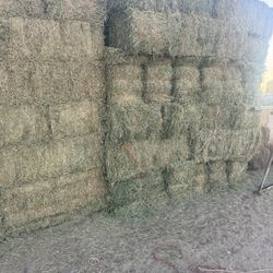 Alfalfa #1 