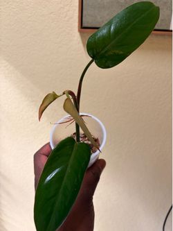 Philodendron erubescens chocolate