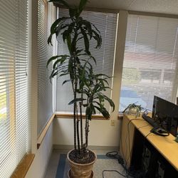 Dracaena ( Corn Plant)