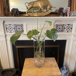 Clear Glass Vase 16” Tall 