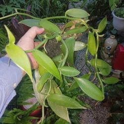 Vanilla bean orchid plant 