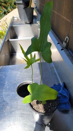 Anthurium Podophyllum (1 Gallon) for Sale in San Diego, CA - OfferUp