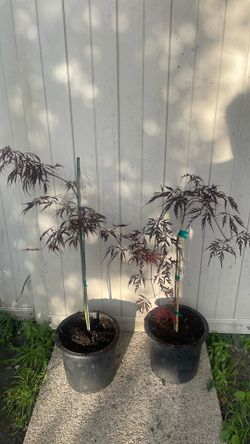 Crimson queen Japanese maple $40 each