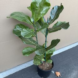Beautiful Real Indoor Fiddle leaf  $40