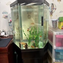 Fish Tank