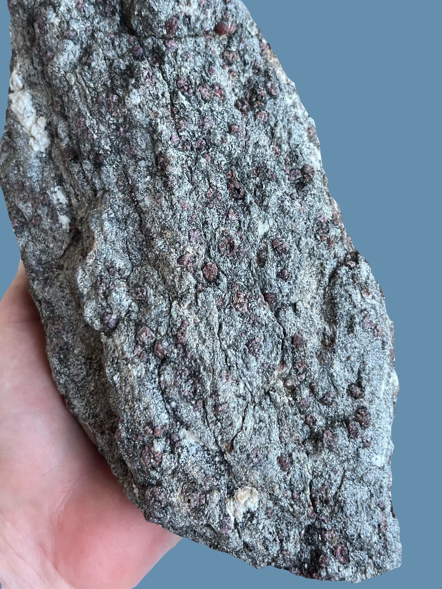 Garnets In Gneiss Specimen. Crystals Gemstones Rocks Minerals