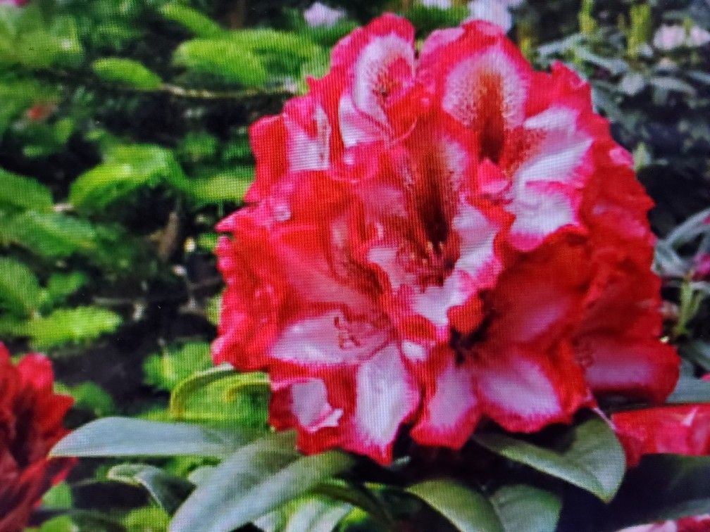 Rhododendron, Pomegranate Splash
