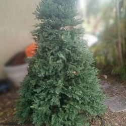Around 8 Foot, Prelite Xmas Tree $50! Cash,Balsum Tree Very Expensive Must See In Person 