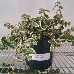 Variegated Creeping Jenny