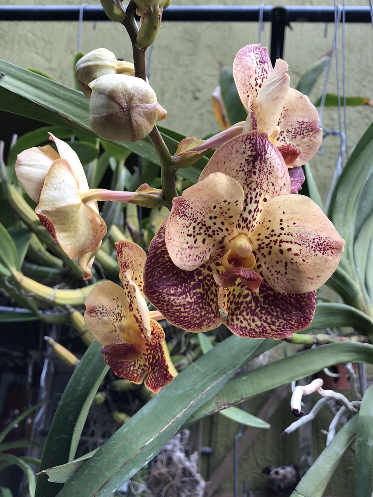 Blooming Vanda Sasha Gold Orchid