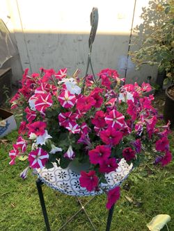 Outdoor Plant