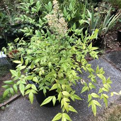 Heavenly Bamboo With Flowers