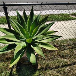 Good Size Foxtail Foxtel Agave In Clay Pot