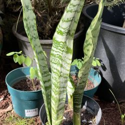 Mother in Law Tongue Plants