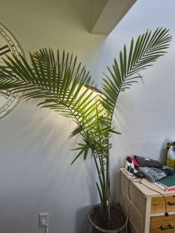 Majestic Palms