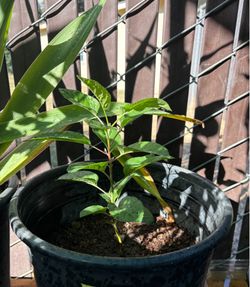 “Red delicious “ apple 🍎 tree and 🥑 trees PLEASE READ DESCRIPTION