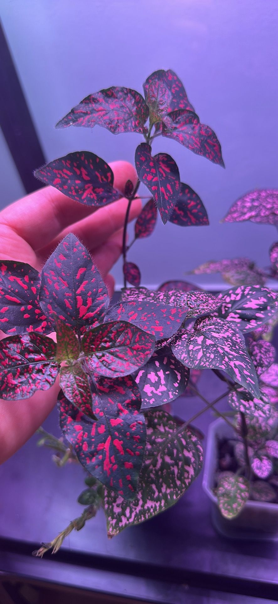 Polka dot Plant