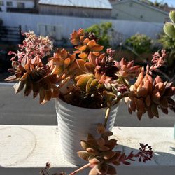 2 Pots Of Succulents