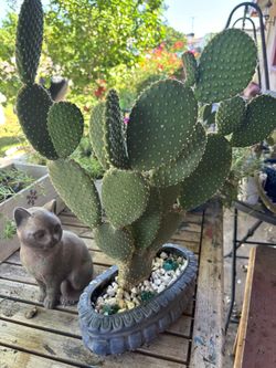 Bunny Ears 🌵 Cacti 