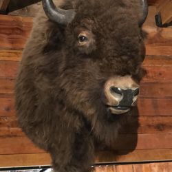 Taxidermy Bison 