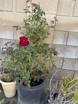 Red Roses Plant 15 Gal,