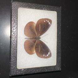 Miscellaneous Oddities