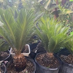 Sago Palm 7 Gallon $$36 Each