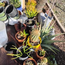 Bird baths, Plants 🌵 Big Garage Sale Estate Sale Today Valentine'sDay  Getting Rid Of All Furniture In The House