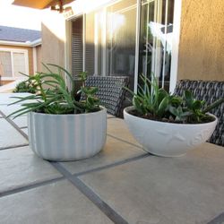 Set Of Blue Pattern & Gray Pattern Garden Pots With Succulents 
