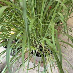 Healthy 4ft Edible Lemongrass Herb Bush in 18” Pot