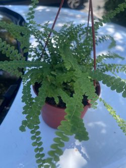plant fern for room on handle pot