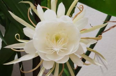 Orchid cactus